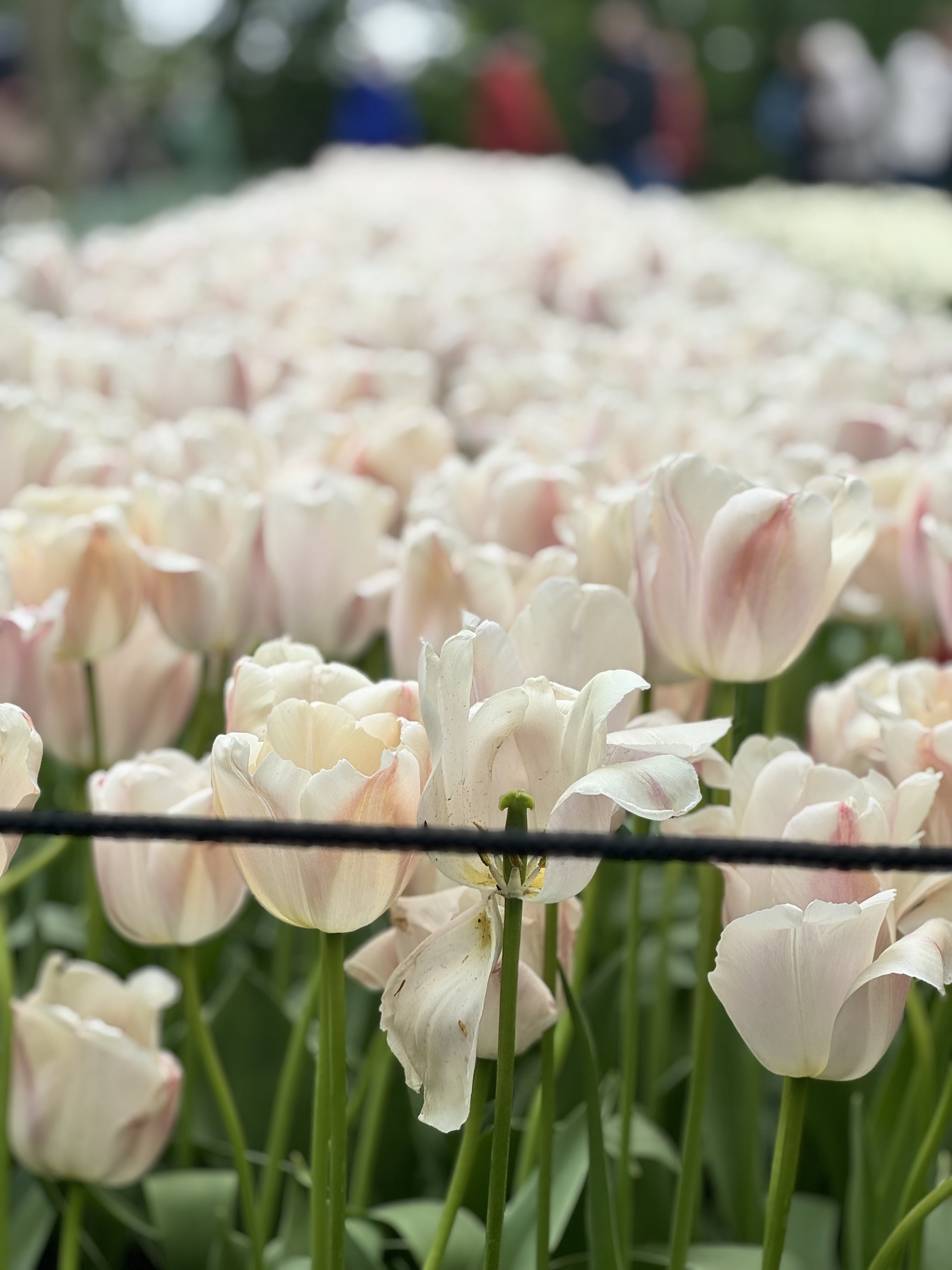 !Keukenhof